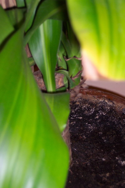 100_1695_resize.JPG
