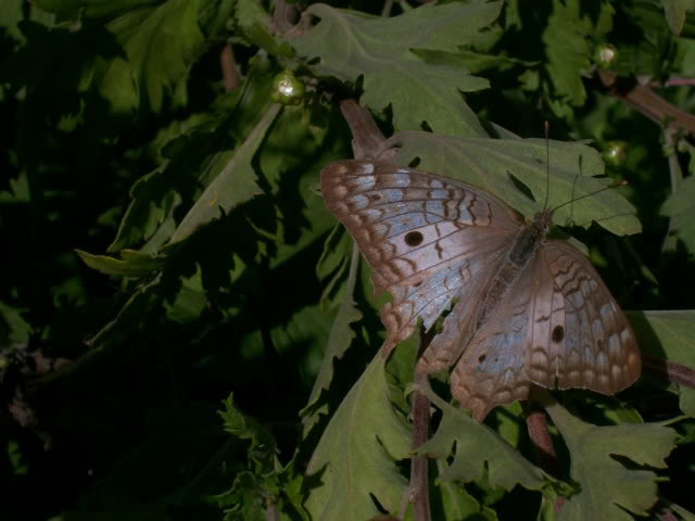 100_1698.jpg