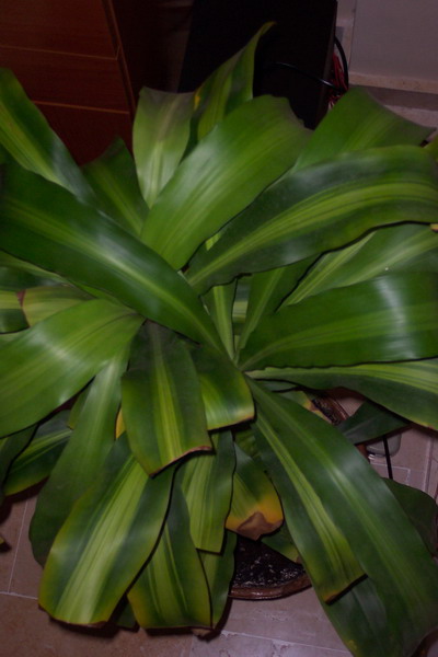 100_1701_resize.JPG