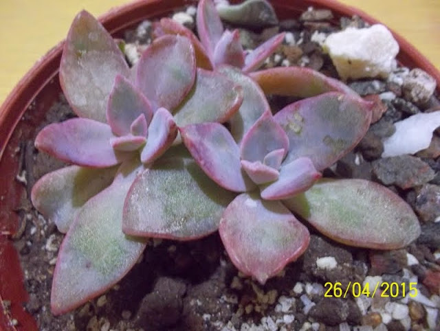 100_1735.JPG