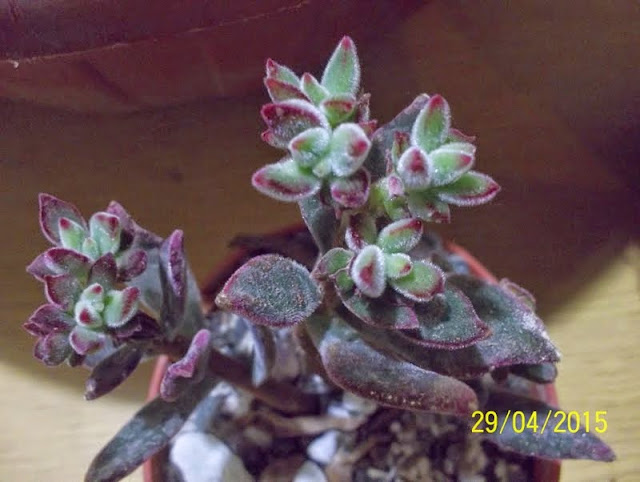 100_1762.JPG