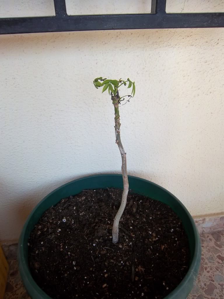 100_1815.jpg