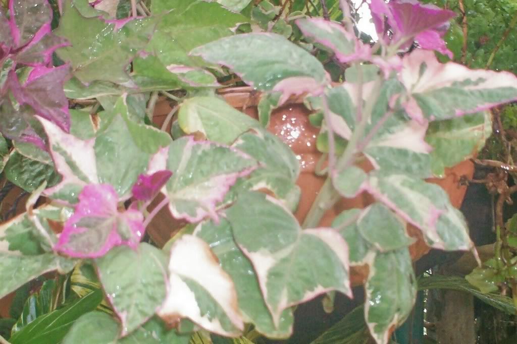 100_1866.jpg