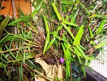 100_1orquideadeAnaPatricia.jpg