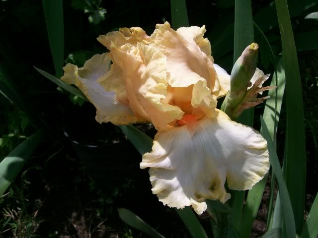 100_2410.jpg