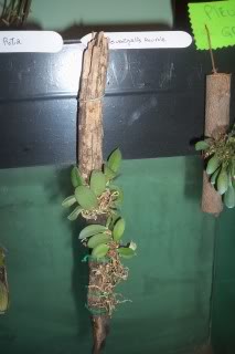 100_2420.jpg