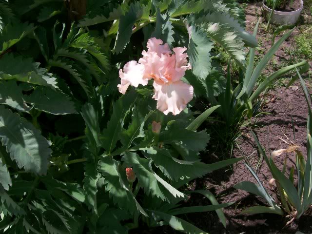 100_2432.jpg