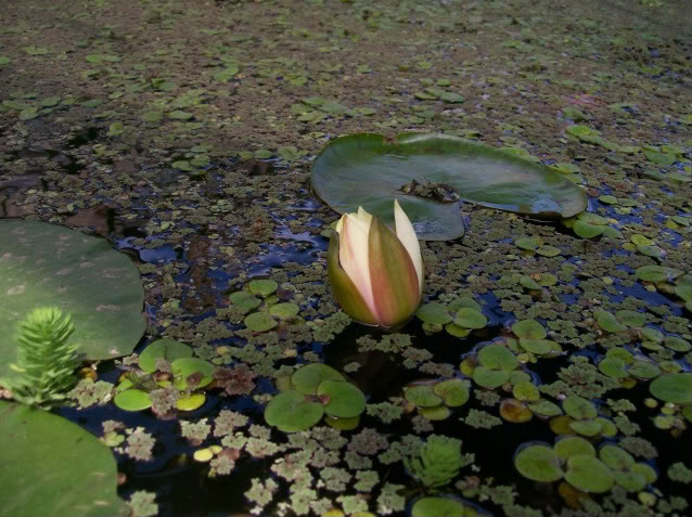 100_2455.jpg