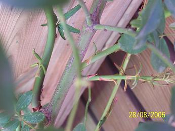 100_2722.JPG