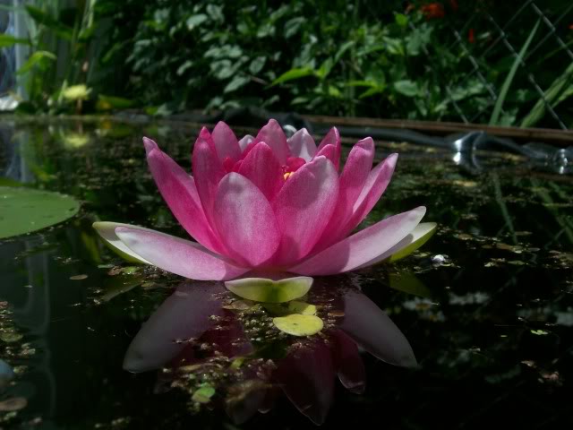 100_2815.jpg