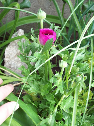 100_2906.jpg