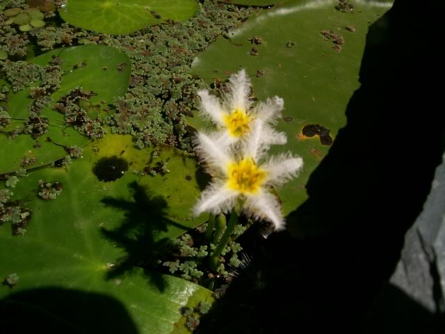 100_2949.jpg