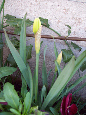 100_3036.jpg