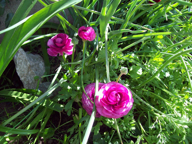 100_3056.jpg