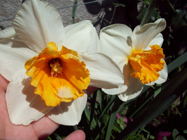 100_3095.jpg