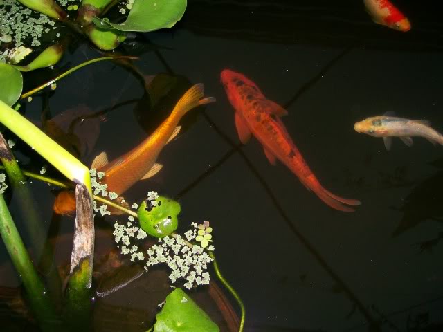 100_3268.jpg