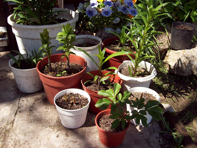 100_3333.jpg