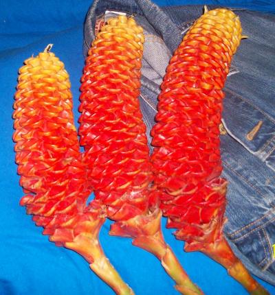 100_3336.JPG
