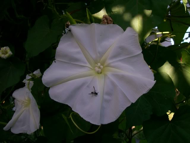 100_3350.jpg
