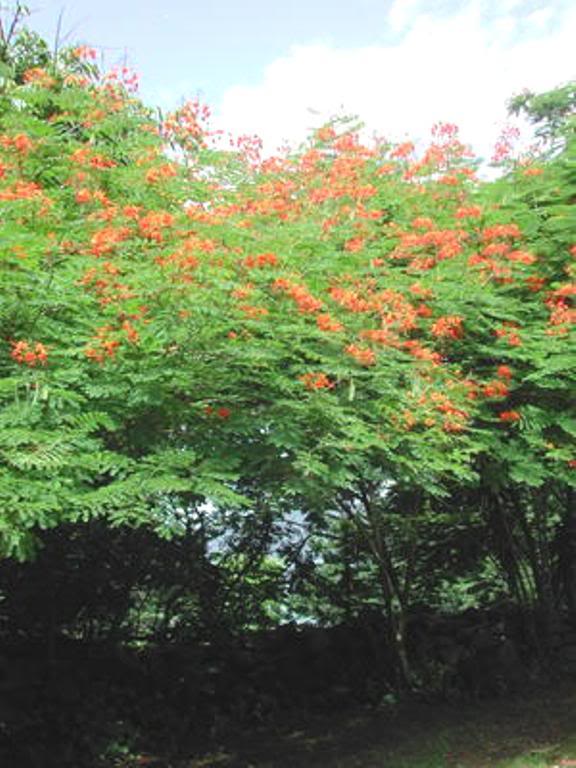 100_3537-1.jpg