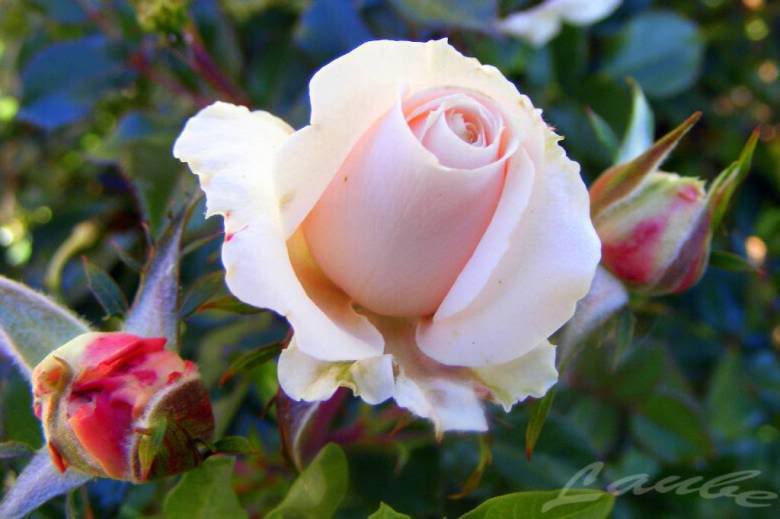 100_3885.jpg