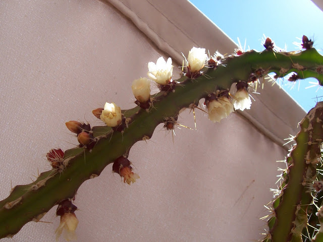 100_4198.JPG
