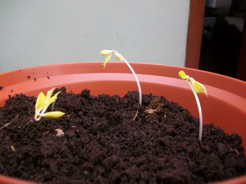 100_4953.jpg