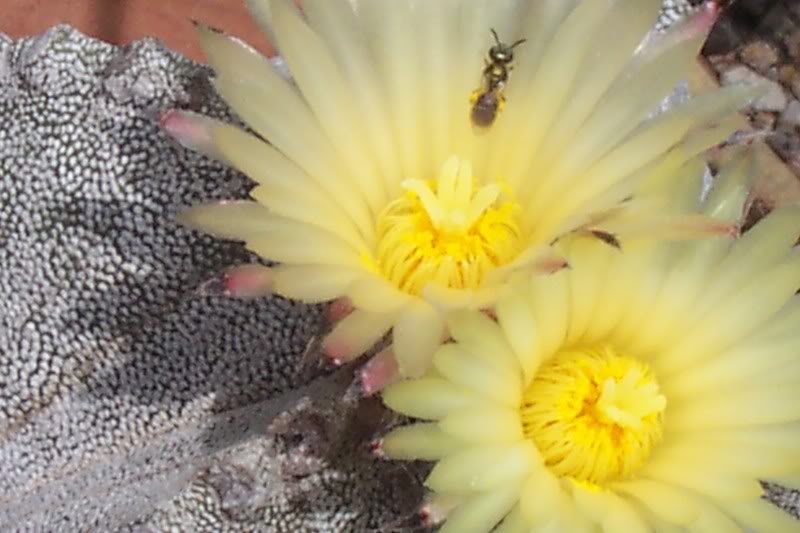 100_5081.jpg