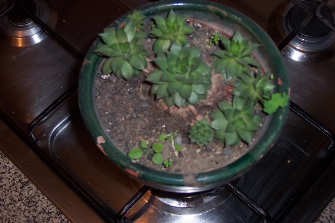 100_5425.jpg