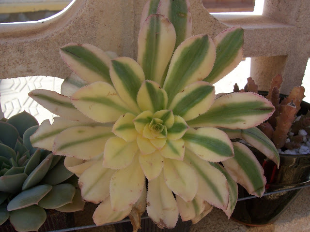 100_5920.jpg