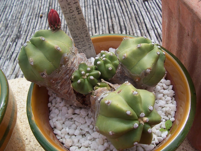 100_6031.jpg