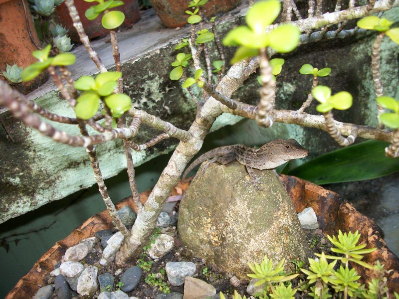 100_6370.jpg