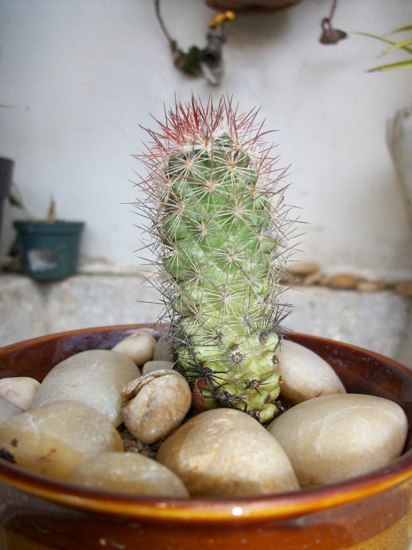 100_6514.jpg