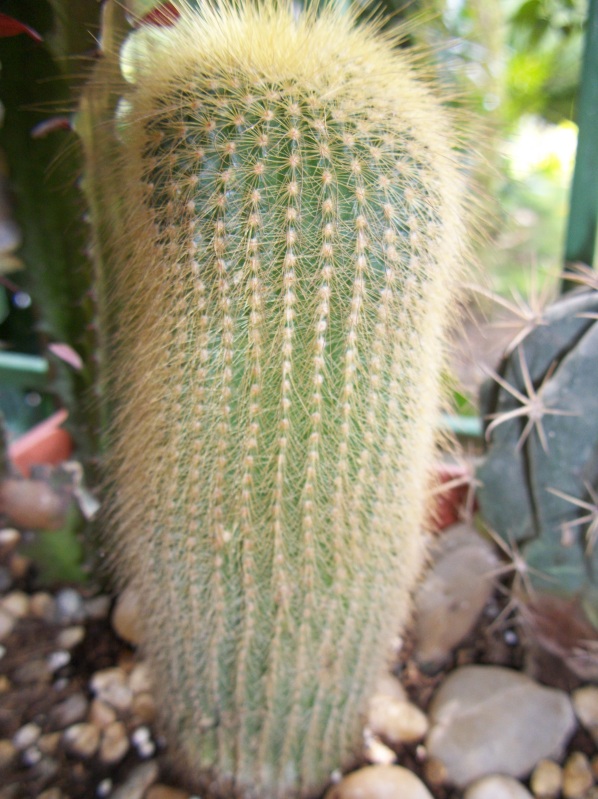 100_6531.jpg