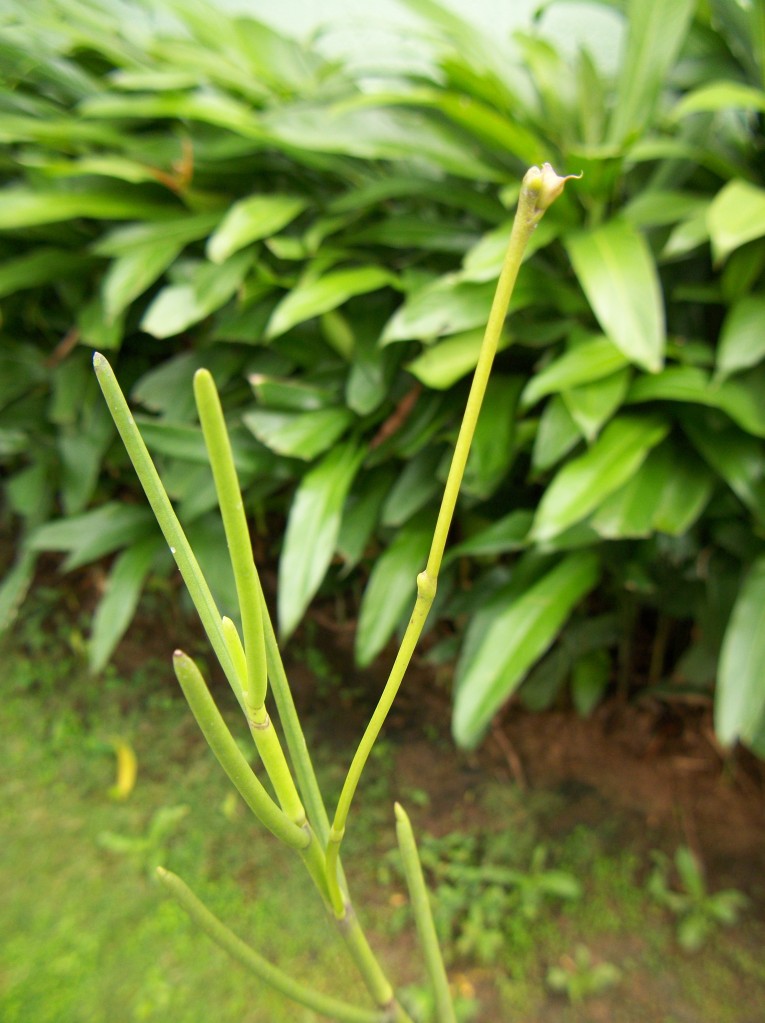 100_6751-1.jpg