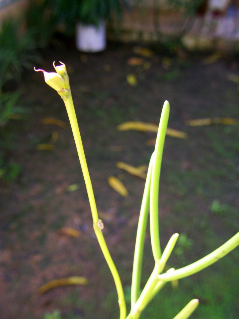 100_6796.jpg