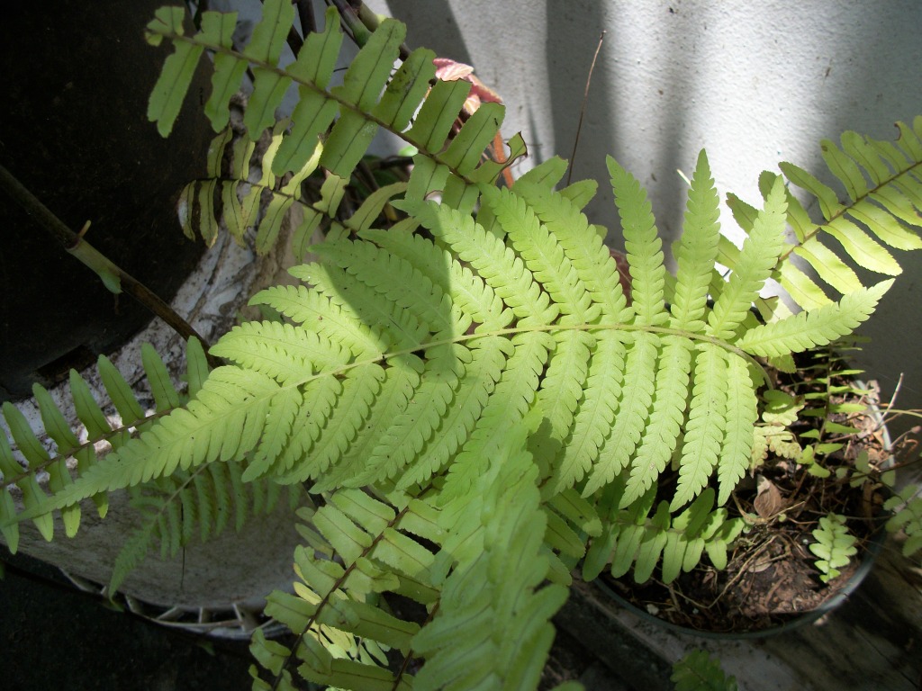100_7076.jpg