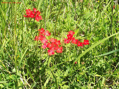 100_8192.jpg
