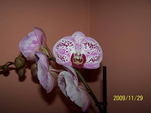 100_8287.JPG
