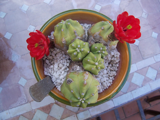 100_8890.jpg