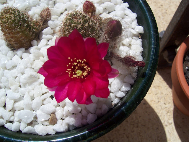 100_9028.jpg