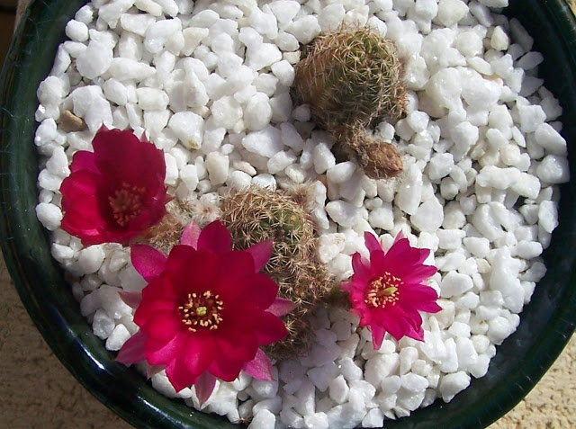 100_9060.jpg