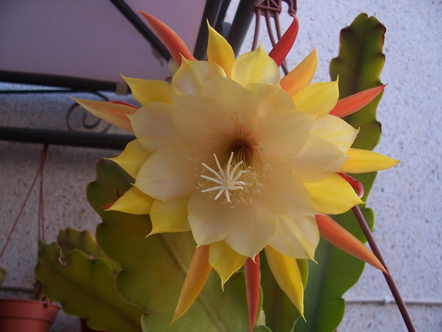 100_9084.jpg
