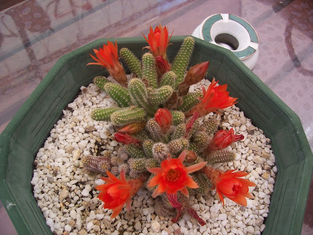 100_9106.jpg