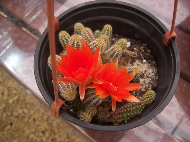 100_9107.jpg