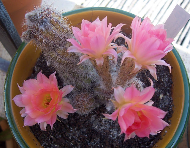 100_9117.jpg
