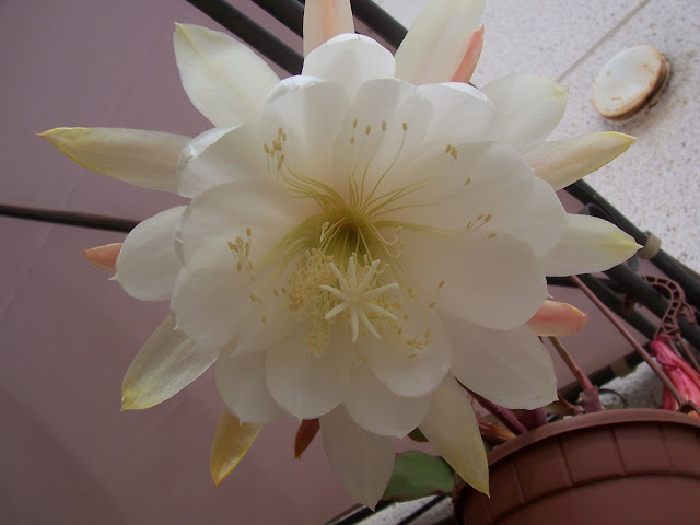 100_9223.jpg