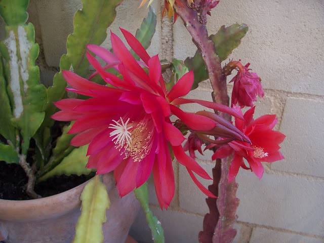 100_9255.jpg