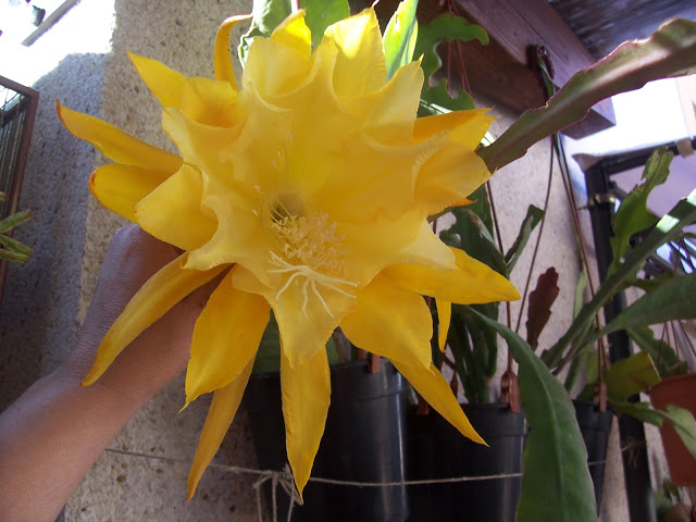 100_9288.jpg