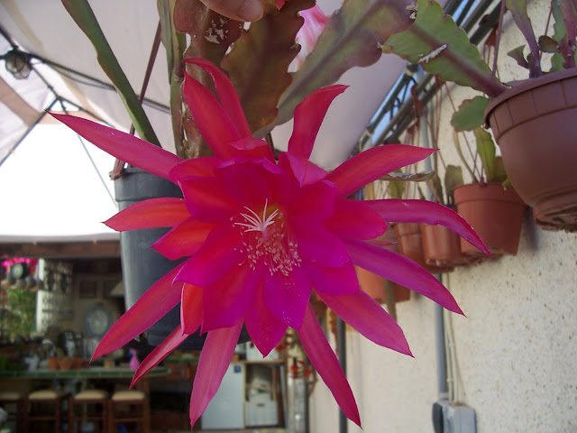 100_9300.jpg
